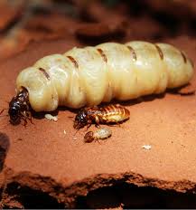 Top 10 Longest Living Animals On Earth In Order 1 Is Called Immortal Termite Control Termites Termite Treatment