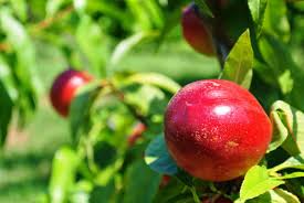 Maybe you would like to learn more about one of these? Cutting Back A Nectarine Tree When To Prune Nectarines In The Landscape