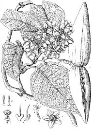 Image result for Mondia ecornuta