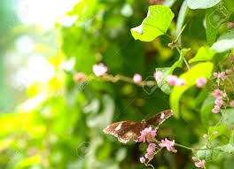 Check spelling or type a new query. Butterfly Garden With Butterflies Pink Flowers And Lush Green Leaves And Plants Nature Background With Copy Space Stock Photo Picture And Royalty Free Image Image 126896452