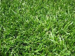 Keep Off The Grass 5 Alternatives To A Traditional Lawn Grass Alternative Lawn Alternatives Zoysia Grass