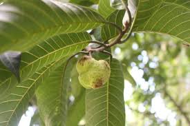 Image result for Artocarpus