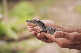 How Fast Are Crocodiles? - Blue Reef Aquarium
