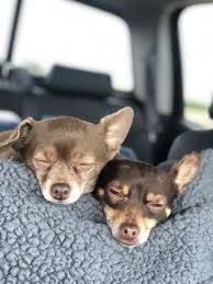 Vaccine clinic hour by appointment only. Pacifica Pet Hospital 26 Photos 167 Reviews Veterinarians 4300 Coast Hwy Pacifica Ca Phone Number Yelp