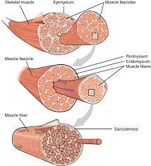 Muscle Definition Function Types And Structure Biology Dictionary