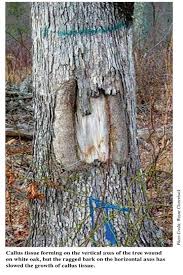 While it is a more common occurrence on younger trees, all trees are susceptible to bark splitting when exposed to the following: Tree Wounds Tree Care Kit