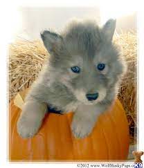 Wolf Husky Hybrid Beautiful Smoky Color Wolf Dog Puppy Wolf Husky Hybrid Wolf Dog