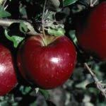 The apple tree site is where general lee waited, resting on fence rails with a blanket laid over them, to hear grant's reply to his request for an interview to surrender his army. Centennial Crab Apple The Apple Tree Guy