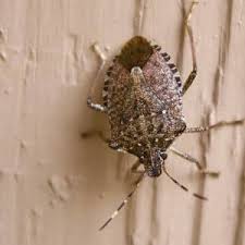 Stronger ultrasonic wave than other products. Stink Bug Pest Control In Nj Pest Guide Chemtec Pest Control