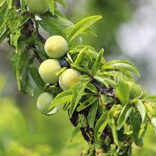 Image result for Prunus domestica