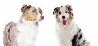 How big does an australian shepherd get? American Shepherd Vs Australian Shepherd Go Little Or Go Large