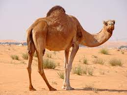 Pin Em Camels