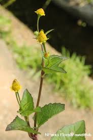 Image result for Acmella