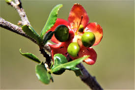 Image result for Ochna barbosae