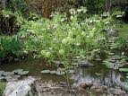 Image result for Erythrococca atrovirens