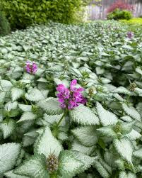 Although it does put out small, white flowers, they add little value. Lamium Purple Dragon Is Fabulous Wright Flower Company Facebook
