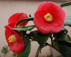 Hand delivering beautiful flowers and bouquets across huyton and the uk with same day delivery. Https Internationalcamellia Org Public Downloads Pvhqs Icj 2009 Pdf
