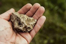 It has several isotopes, and all these isotopes are radioactive in nature. What Half Life Means For Evolution