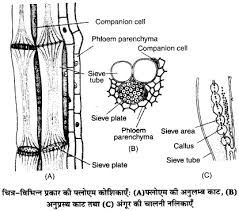 Up Board Solutions For Class 11 Biology Chapter 6 Anatomy Of Flowering Plants Https Www Upboardsolutions Com Class 11 Biology Biology Biology Syllabus Class