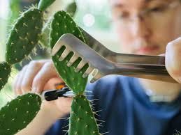 Check spelling or type a new query. How To Propagate Cactus