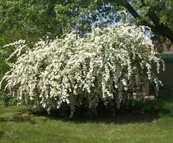 May be displayed outdoors in warmer weather. Spirea White Pruning Winter Care And Fertilizing Hawks Landscape Inc