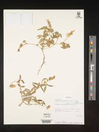 Image result for Crotalaria barkae