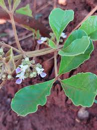 Image result for Vitex madiensis