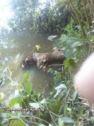 Submitted 1 year ago by yuabrunobruno. Missing Girl Found Dead In River