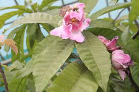 Image result for Strophanthus sarmentosus