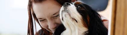 Standard, bronze, silver, gold, and platinum. Cavalier King Charles Spaniel Club Of Canada