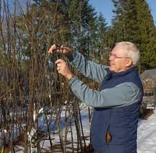 Fee change notification courses that start before 01/08/2019 will still be available at the previous price of £65. Fruit Tree Pruning Best Practices Dinter Nursery