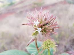 Image result for Sabicea venosa