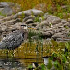 Black Bird With Blue Neck Ontario Blue Heron Ottawa Ontario Blue Heron Heron Ottawa