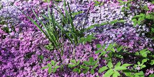 Most plants need at least six they will not need to be replanted for years or decades and provide color from spring to late fall. 22 Best Ground Cover Plants Best Low Growing Perennial Flowers