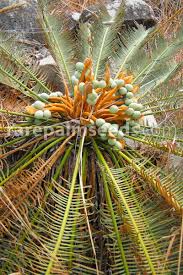 Image result for Cycas
