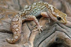 Diplodactylus Granariensis Granariensis Stefan Brech Gecko Reptilien Und Amphibien Reptilien Amphibien