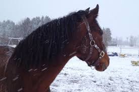 Auch reif schlägt sich bei den pferden nieder, da die haare unter 0 grad annehmen können. Pferd Eindecken Ja Oder Nein Thermoregulation