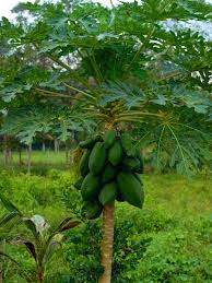 We did not find results for: Tanamsendiri Com Grow Your Own Membuat Benih Sendiri Betik Bahagian 2 Daripada 2