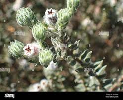 Image result for Phylica emirnensis
