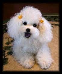 Little Ball Of Fur Haha So Cute Cute Dogs Poodle Dog Cute Animals