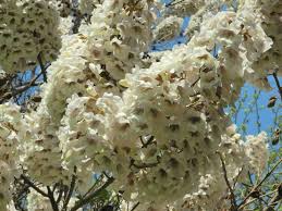 Podrška pri uzgoju raznih podvrsta paulownie. Expertul Acasa Ro Peisagist Cristina Stinghe Paulownia Arborele Cu Cea Mai Rapida Dezvoltare Din Lume