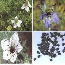 Nigella Sativa Whole Plant Flower And Seeds Download Scientific Diagram