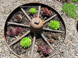 Check spelling or type a new query. A Dozen Fun Ways To Plant Hen Chicks Sempervivum Organized Clutter