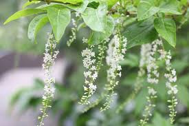 Image result for Citharexylum