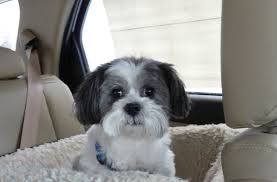 Long, soft, silky from outside; Shih Tzu Vs Maltese Vs Havanese Complete Breed Comparison