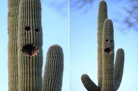 The saguaro (carnegiea gigantea) is native to the sonoran desert in arizona and can grow more than 40 feet tall in the wild over the course of keep your old lady cactus in a spot with lots of bright light and it will reward you with cactus blooms that look like a crown of pink flowers in the spring. Is This Smiling Cactus Waving At Passers By Desert Plant Is Given A Friendly Face By Greedy Guests Irish Mirror Online