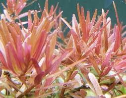 Image result for Rotala submersa