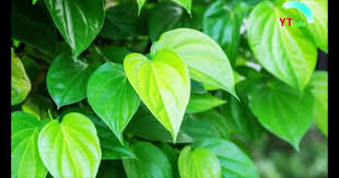 Terbaru 10 Gambar Kartun Daun Sirih Khusus Wanita Inilah Manfaat Luar Biasa Dari Daun Rebusan Daun 4 Bahan Alami Yang Manjur Buat Ngilan Di 2020 Tanaman Daun Herbal
