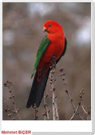 Avustralya Kral Parrot Papaganlar Kus Gozlemciligi Hayvanlar