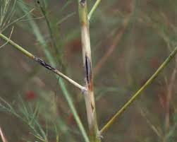 Image result for Asparagus nodulosus